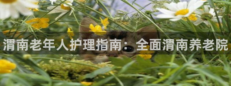 韦德官网注册推荐网站是什么