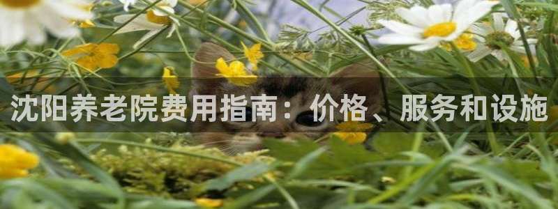 韦德 网站