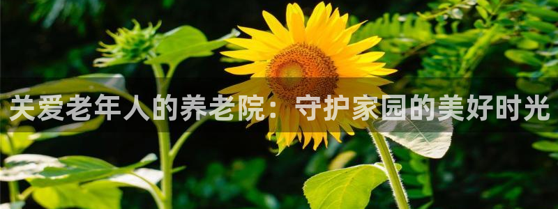 韦德游戏是什么